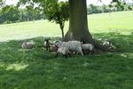 Umberslade Children's Farm