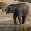 Family days out Baby Elephant at Twycross Zoo