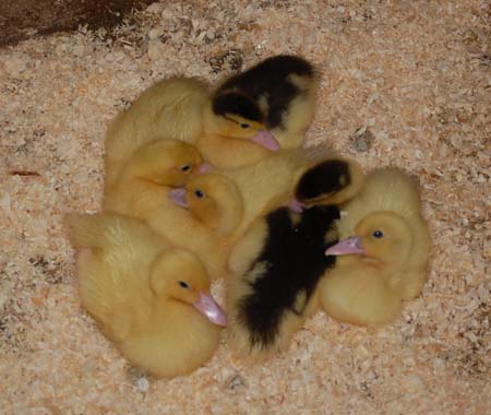 Chickens at Almond Valley Children's Farm