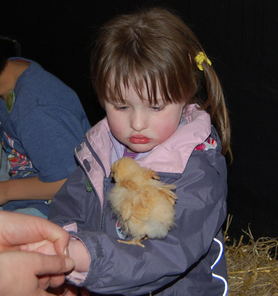 Baby chicken at Ash End House Farm