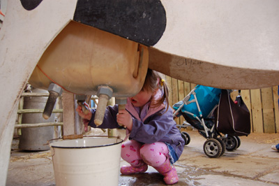 Milking a cow at Ash End House Farm