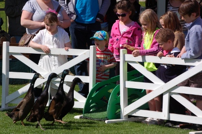 Sheepdog duck trials at The Big Sheep