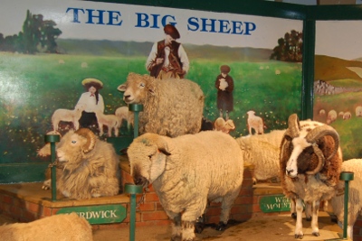 Sheep show Big Sheep in Devon