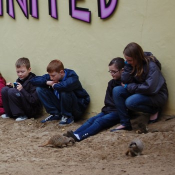 Devon Wildlife and Dinosaur Park - Up close with the Meerkats