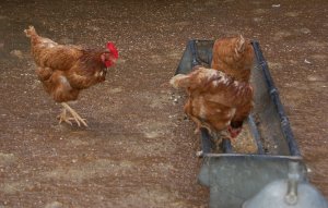 Coventry City Farm, Hens