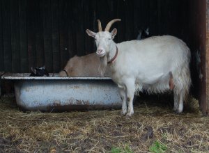 Coventry City Farm, Goat