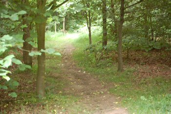 Coundon Wedge, Coventry - Path through trees