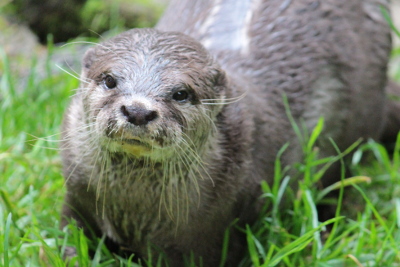 Otters at Dartmoor Zoo