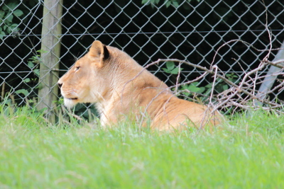 Lion at Dartmoor Zoological Park