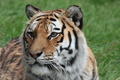 Tiger at Dartmoor Zoological Park