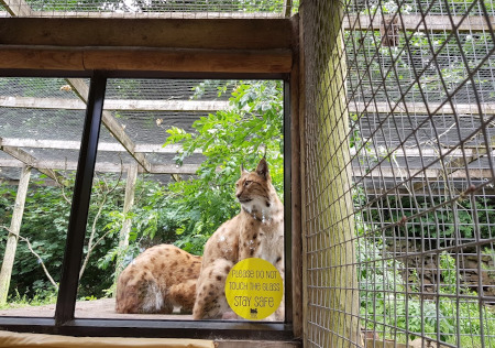 Dudley Zoo Lynx with Coronavirus stay safe message