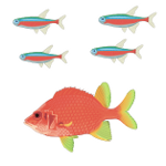 Picture to print for large underwater sea picture - fish