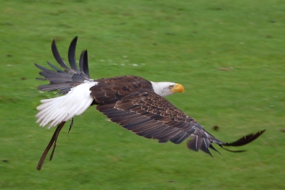 Eagle in flight at the bird of prey show at Beekse Bergen