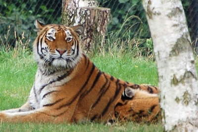 Tiger at Beekse Bergen Safari park in Holland