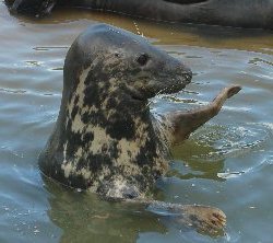Mablethorpe Seal Sanctuary - Seal