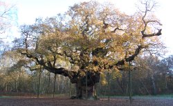 Major Oak Sherwood Forest
