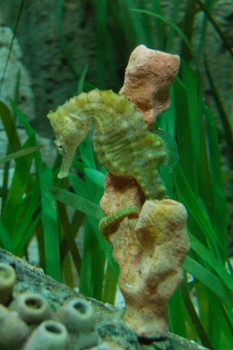 Seahorse at the National Sealife Centre Birmingham