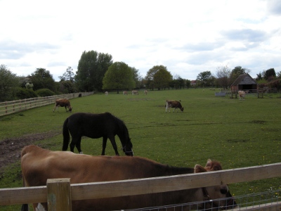 Cows and horses at Old Rectory Farm, Sheldon Country Park