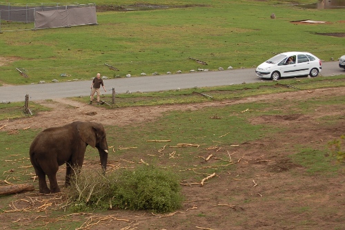 Elephant at West Midlands Safari Park - as seen from the Severn Valley Railway