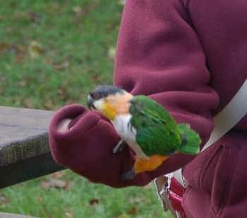 Parrot on arm at Tropical Birdland Leicestershire