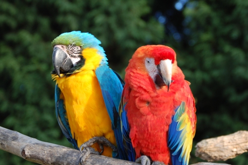 Parrots at Tropical Birdland Dresford Leicestershire