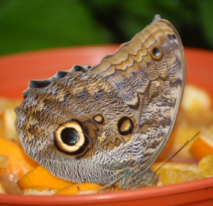 Butterfly at Tropical World Roundhay Park Leeds