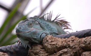 Iguana at Tropical World West Yorkshire UK