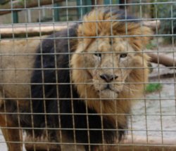 Asian Lion Tywcross Zoo