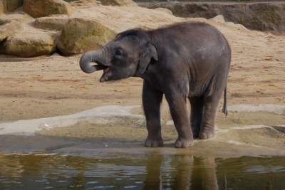Baby elephant viewed from the Uda Walawe in Twycross Zoo