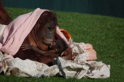 Mother and baby orang-utan at Twycross Zoo