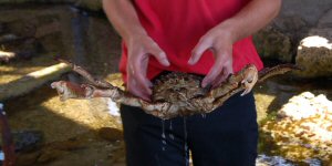 Weymouth Sea Life Centre, Handling a Crab