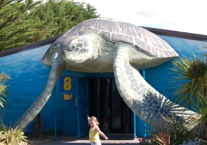 Weymouth Sea Life Centre, Turtles